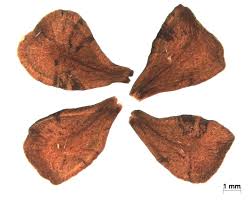 Image result for Vahadenia