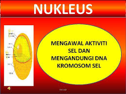 Bagian bagian fungsi sel dan struktur sel hewan. Struktur Dan Fungsi Sel Haiwan Dan Fungsinya Sel