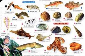 Presqu Ile De Giens Un Environnement Particulier Anne Settimelli Amp Taka Shirts Faune Et Flore Coquillages Et Crustaces Mediterranee