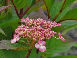 Few shrubs have caused the excitement engendered by 'lady in red' hydrangea. 13 Best Lady In Red Hydrangea Ideas Red Hydrangea Lady In Red Lacecap