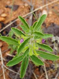 Image result for Endostemon tereticaulis