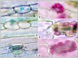 Image result for Stomatanthes sp.no.1