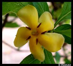 Image result for Catunaregam