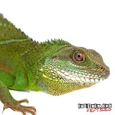 We recommend using a thermostat or rheostat control to safely maintain the needed temperature range. Water Dragons Eastern Water Dragon Physignathus Lesueurii Lesueurii