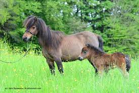 The special and unique characteristic is that each generation spawns a small horse. Falabella Steckbrief Mit Aussehen Wesen Und Mehr Haustiermagazin