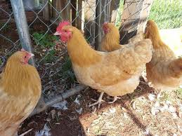 It is a large and attractive chicken known for its docility, quiet personality, and great temperament. Buff Orpington Hen Or Rooster Backyard Chickens Learn How To Raise Chickens