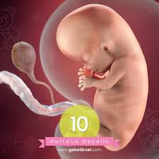 10 Haftalik Gebelikte Bebegin Goruntusu Boyu Kilosu Gelisimi Ve Annedeki Degisimler Http Www Gebeliknet Com 10 Haft 10 Haftalik Gebelik Hamilelik Tibbi