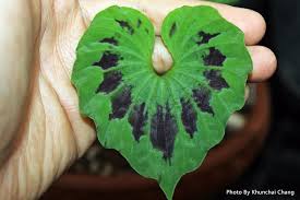 Image result for Nervilia kotschyi