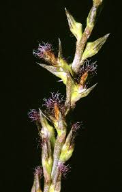 Image result for Ancistrorhynchus tenuicaulis