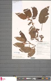 Image result for Begonia fusialata