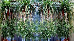 Check spelling or type a new query. Spider Plants Hanging Garden Making With Update Spider Plants With Lots Of Spiders Green Plants Youtube