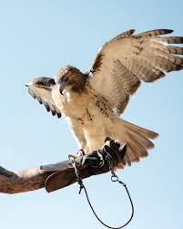 Eat, Prey, Love: A Day with the Squirrel Hawkers of East Texas