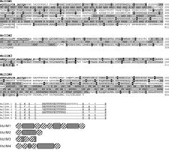 Insect Intestinal Mucins And Serine Proteases Associated With The Peritrophic Matrix From Feeding Starved And Moulting Mamestra Configurata Larvae Toprak 2010 Insect Molecular Biology Wiley Online Library