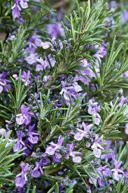 Bluhende Krauter Rosmarin Lila Bluten Schoner Duft Garden Flowers Essbare Pflanzen Rosmarin Pflanzen Schoner Blumengarten