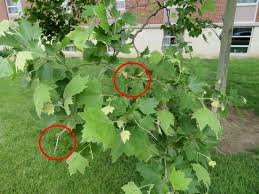 Image captionthe london plane tree grows on the public pavement on the north end of lordship road on woodberry grove, london n4. Sycamore Anthracnose Don T Let The Rains Get You Down Purdue Landscape Report