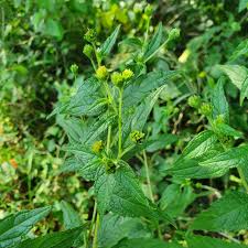 Image result for Blainvillea acmella