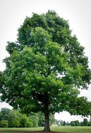 If you transplant it too soon to the. White Oak Seedlings White Oak Tree Deciduous Trees Trees To Plant