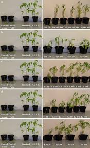 Image result for tomato seedling fusarium wilt