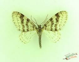 Image result for Trichopteryx