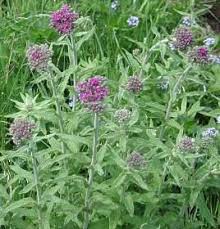 Image result for Vernonia hirsuta