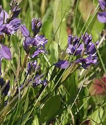 Image result for Polygala gazensis