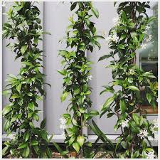 Check spelling or type a new query. Harewood Plants Star Jasmine Getting Creative With A Living Screen On Vertical Wires Fast Growing Frost Hardy Plant That Can Handle Full Sun Or Part Shade Stunning Scented White Flowers