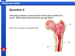 This is known as the periosteum. Bones And Joints In This Presentation You Will Identify Major Bones Of The Body Identify The Structure And Composition Of Bone Identify Different Joint Ppt Download
