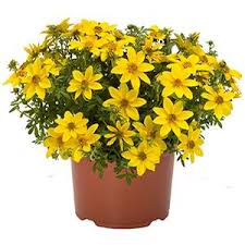 Image result for Bidens grantii