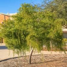 Image result for Maytenus