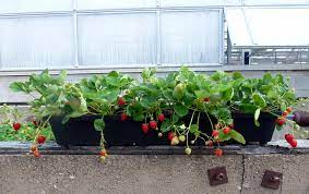January 19, 2021 by mr. Tips For Growing Strawberries In Containers Umn Extension