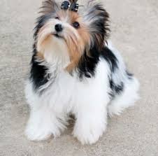 Serenity Biewers In 2020 Yorkie Terrier Yorkie Haircuts Biewer Yorkie