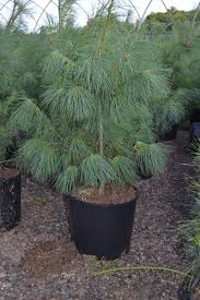 Eastern white pine and northern white pine usda hardiness zones: 3 White Pine Tree At Menards
