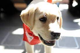 Maybe you would like to learn more about one of these? Fondation Mira Explosion Des Demandes Pour Devenir Famille D Accueil Jdq