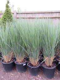 Maybe you would like to learn more about one of these? Fantastic Specimen Grasses Provender Nurseries Wholesale Nursery In Swanley Kent