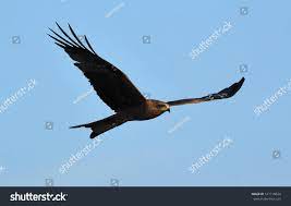 16,706 Black Kite Bird Images, Stock Photos & Vectors | Shutterstock