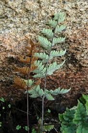 Image result for Cheilanthes inaequalis