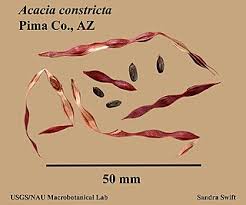Image result for Acacia quiterajoensis