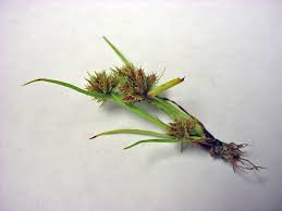 Image result for Cyperus squarrosus