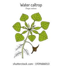 Image result for Trapa natans