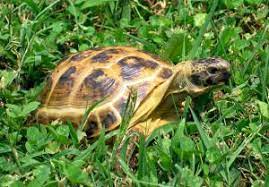 Horsefield Tortoise Care Guide [2022 Quick Tips]
