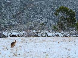 Australien ist ein land, das sie zu jeder jahreszeit besuchen können. Viel Schnee In Den Australischen Alpen