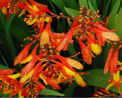 Montbretie Sternschnuppe New Hybrids Crocosmia Masonorium Garten Gestalten Garten Sternschnuppen