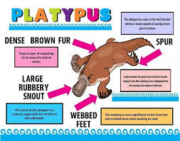 Make A Poster About Platypus Biology Mammal Poster Ideas Science Poster Platypus Science Fair Poster