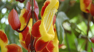 Image result for Thunbergia mysorensis