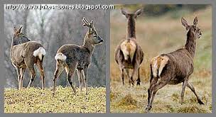 Image result for roe deer