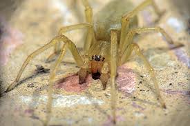 Image result for yellow sac spider bite skin