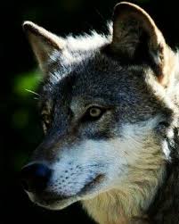 Bizimkisi Vatan Icin Turkluk Icin Turan Yolunda Bozkurtca Bir Durus Bozkurtca Bir Sevda Bozkurtca Bir Kavga Yureginde Bozkurtca Sevdal Wolf Turkler