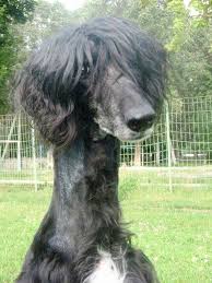 Afghan With A Haircut Afghan Hound Hound Most Beautiful Dogs