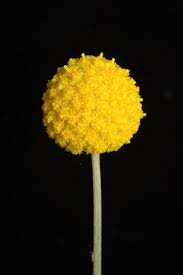 Billy Button Or Drumstick Pycnosorus Globosus By M Fagg Bie Ala Org Au A Small Evergreen With Shiny Silvery Leaves And Flowers Billy Buttons Yellow Flowers