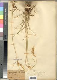 Image result for Tristachya lualabaensis